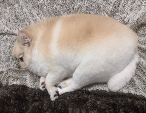 すごい顔www」「涙出るほど笑ったww」 自分の指をしゃぶって