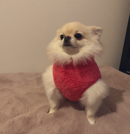 ビフォーアフターたろくん