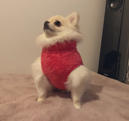 ビフォーアフターたろくん