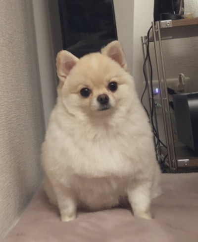 ビフォーアフターたろくん