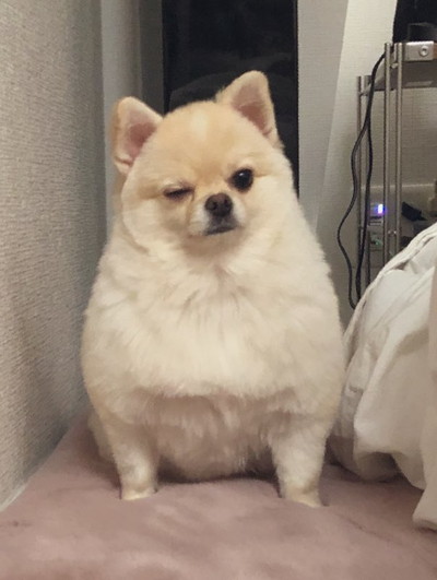 ビフォーアフターたろくん