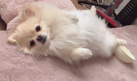 ビフォーアフターたろくん