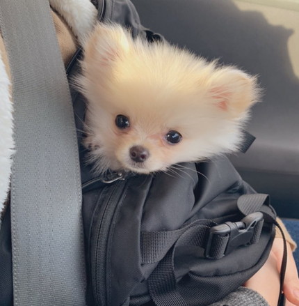 ビフォーアフターたろくん