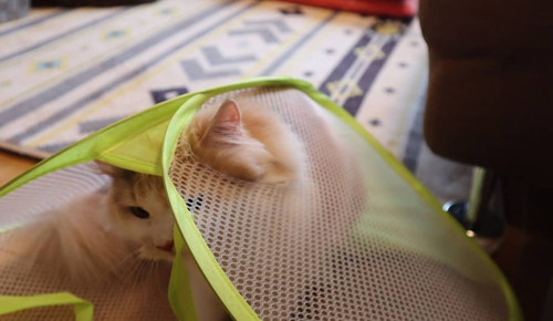 洗濯カゴはネコちゃんのもの