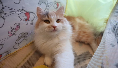 洗濯カゴはネコちゃんのもの