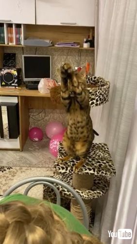 Begs with Paws