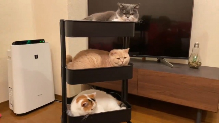 IKEAのキッチンワゴンを購入→猫ちゃんたちが大集合！ くつろぐ