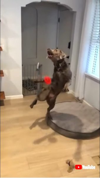 Clumsy Dog Jumps and Falls While Trying to Catch Toy - 1184092