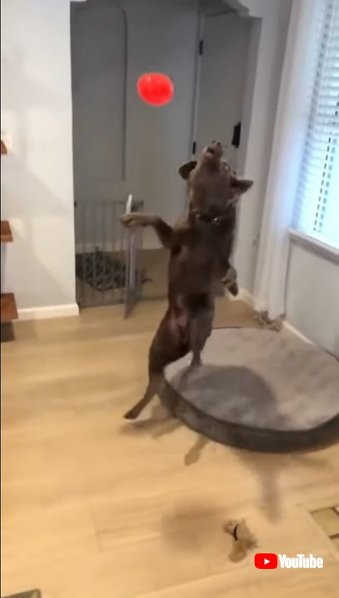 Clumsy Dog Jumps and Falls While Trying to Catch Toy - 1184092