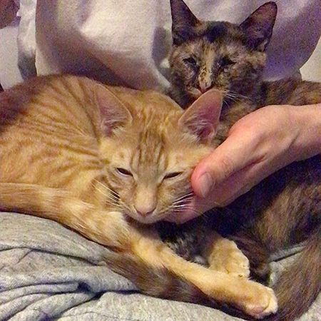 どうも、ソファです5