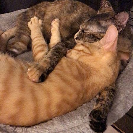 くっついて寝る2匹