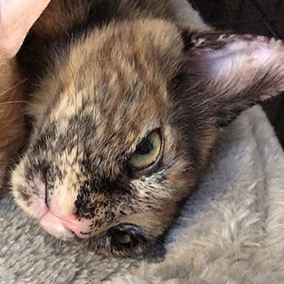 守護神つきみアップ