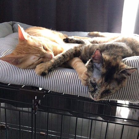 顔タッチで寝る2匹