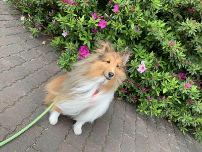 風の中のさくらちゃん