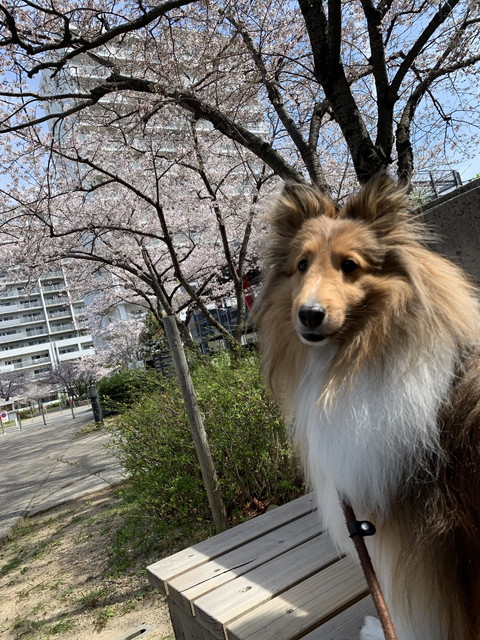 風の中のさくらちゃん