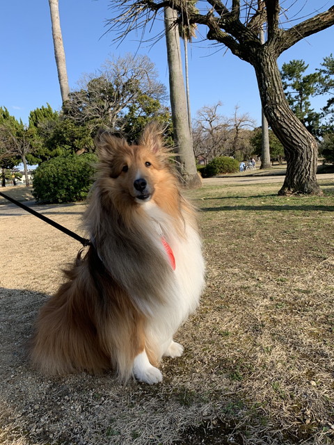 風の中のさくらちゃん