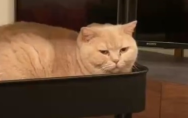 猫 IKEAのワゴン くつろぐネコ