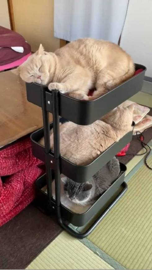 猫 IKEAのワゴン くつろぐネコ