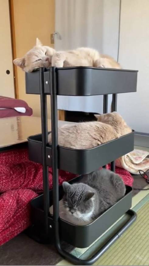 猫 IKEAのワゴン くつろぐネコ