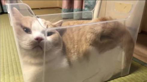 猫 IKEAのワゴン くつろぐネコ