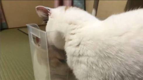 猫 IKEAのワゴン くつろぐネコ