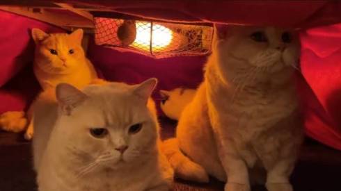 猫 IKEAのワゴン くつろぐネコ