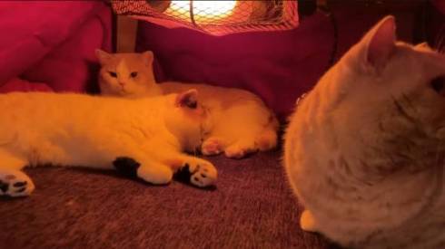 猫 IKEAのワゴン くつろぐネコ