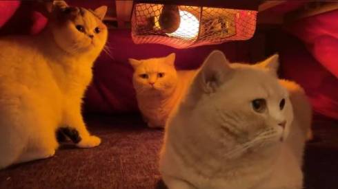 猫 IKEAのワゴン くつろぐネコ