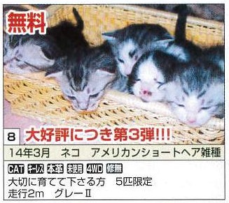 【中古】 猫によろしく/どうぶつ出版 しっぽちゃん | 猫本専門書店 書肆 吾輩堂