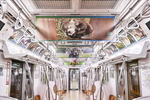 マウントレーニア動物園コラボ