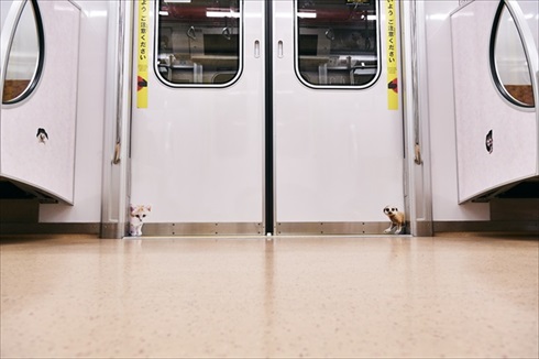 マウントレーニア動物園コラボ