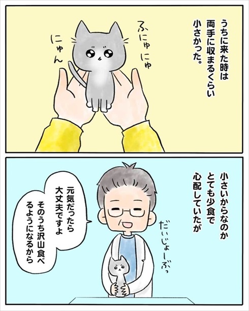 少食な猫ちゃん