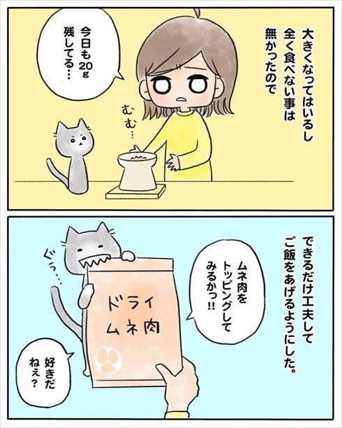 少食な猫ちゃん