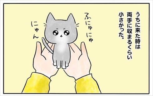 少食な猫ちゃん