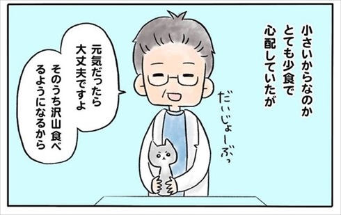 少食な猫ちゃん