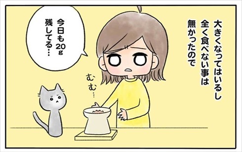 少食な猫ちゃん
