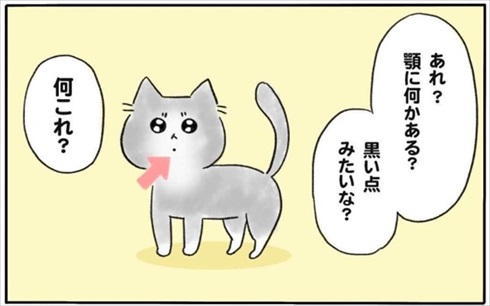 少食な猫ちゃん