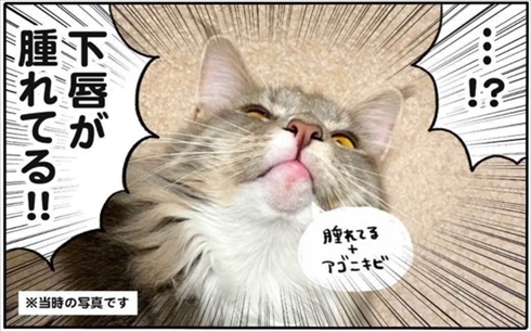 少食な猫ちゃん