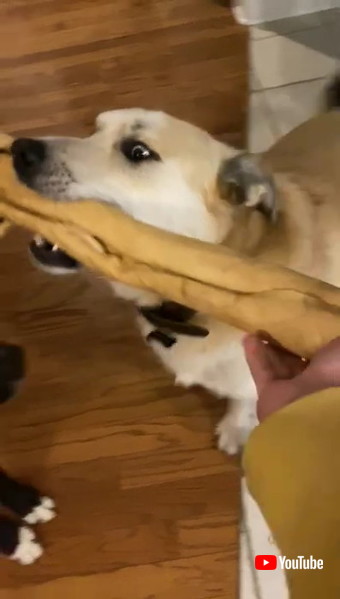 反省するワンコ