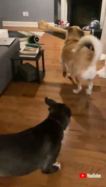 反省するワンコ