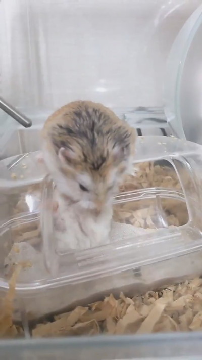 投げ技披露ハムスターさん