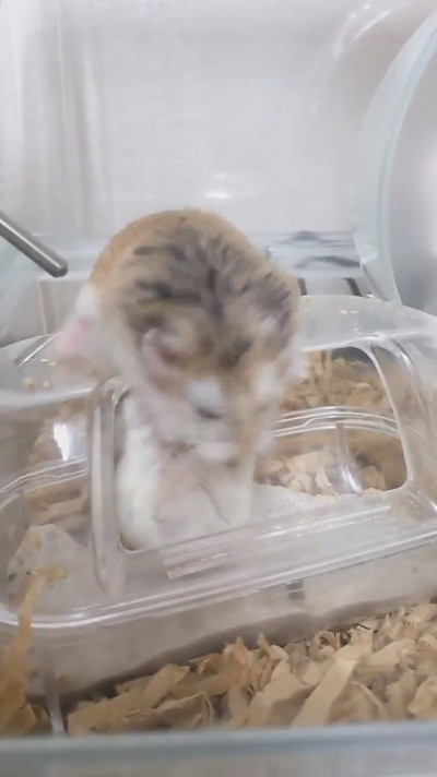 投げ技披露ハムスターさん