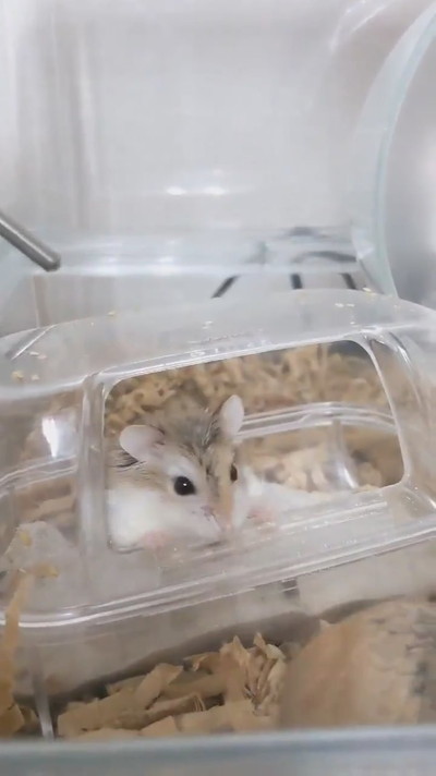 投げ技披露ハムスターさん