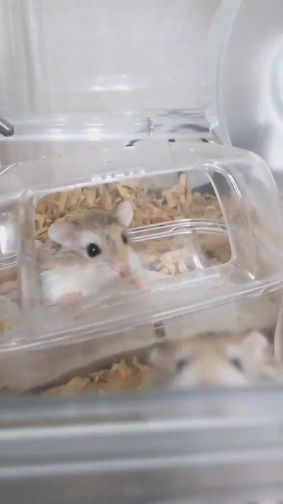 投げ技披露ハムスターさん