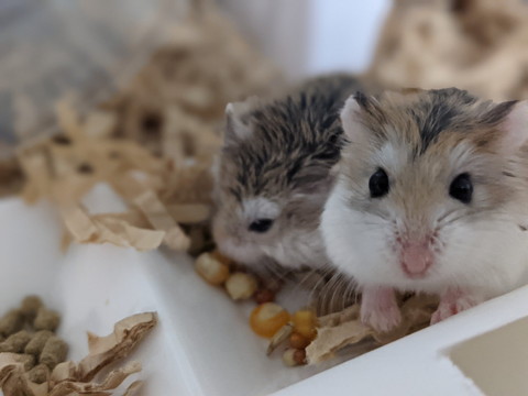 くるみちゃんとよもぎちゃん