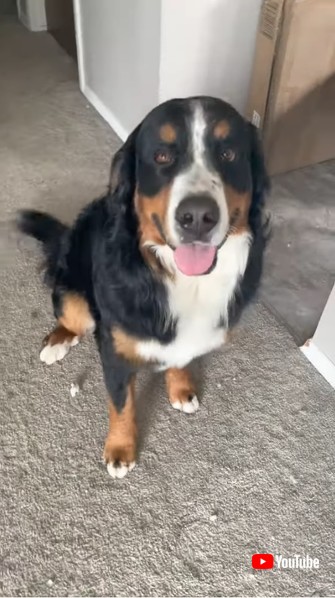 イタズラするワンコたち