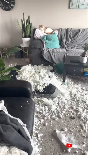 イタズラするワンコたち