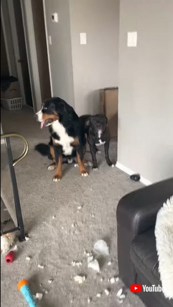 イタズラするワンコたち