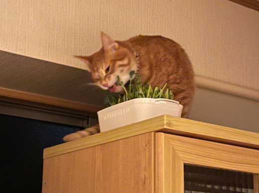 猫 豆苗 隠しておいた 見つかった 盗み食い