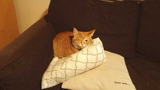 猫 豆苗 隠しておいた 見つかった 盗み食い